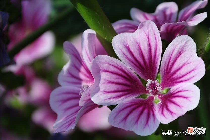 千万不要送错花了 不要再送花了