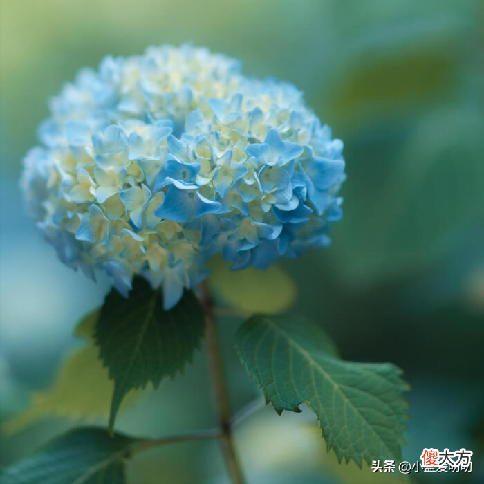 千万不要送错花了 不要再送花了