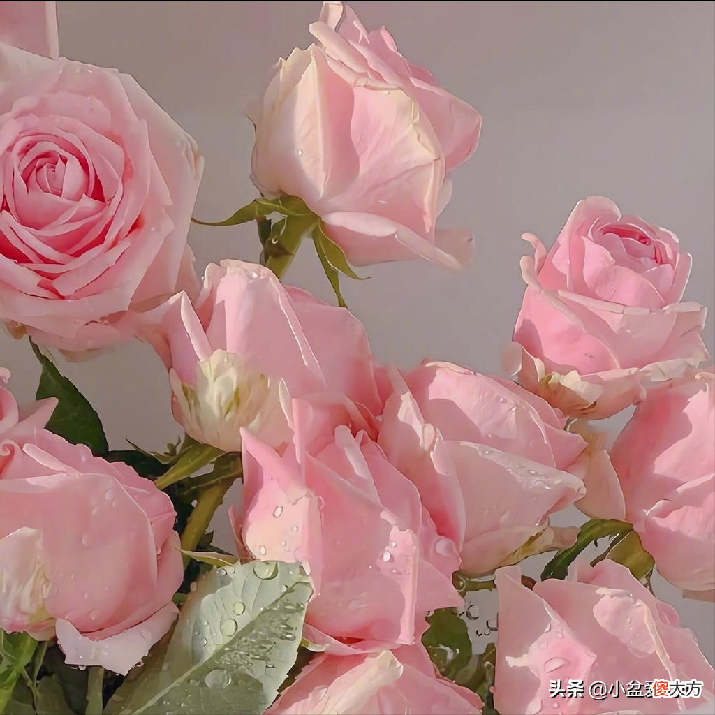 千万不要送错花了 不要再送花了