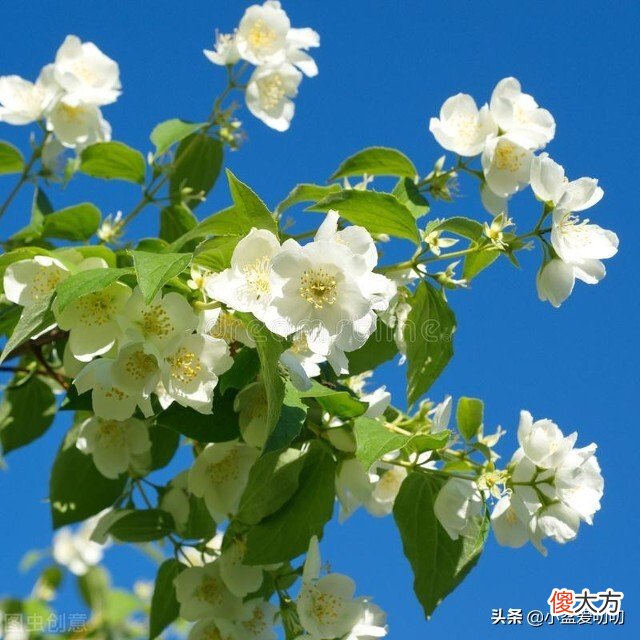 千万不要送错花了 不要再送花了
