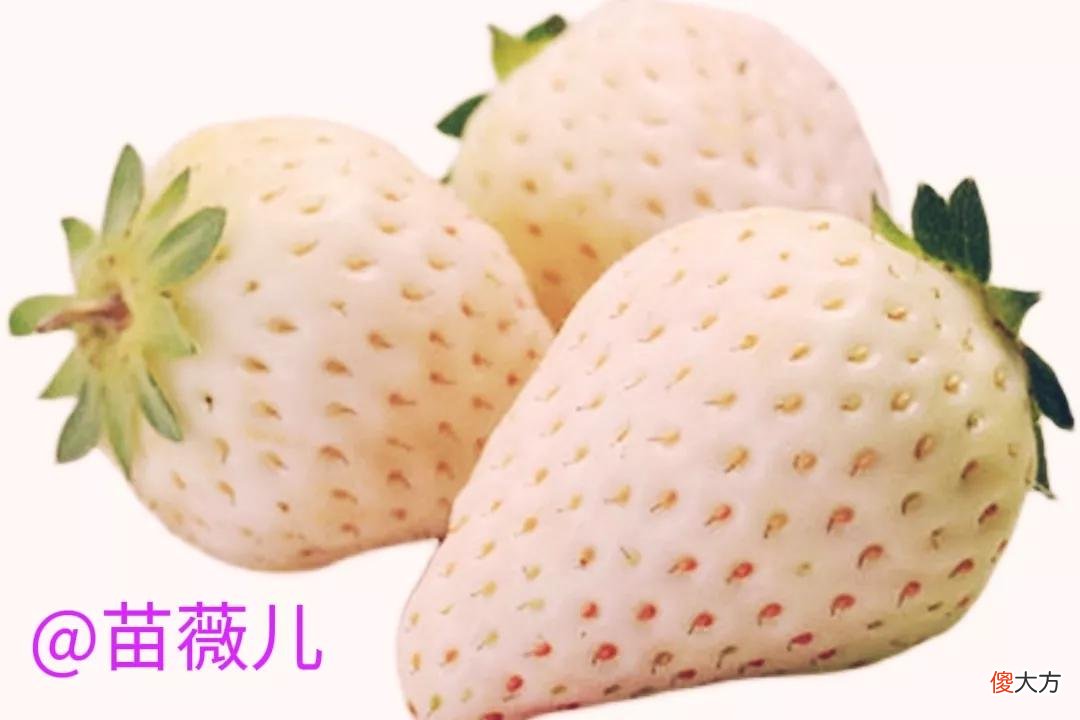 一颗约80元人民币的日本白草莓 日本一颗草莓900元