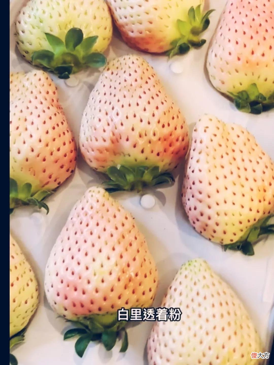 一颗约80元人民币的日本白草莓 日本一颗草莓900元