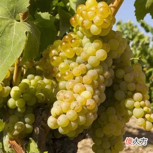 法国葡萄酒最高分类 法国红酒的葡萄品种有哪些