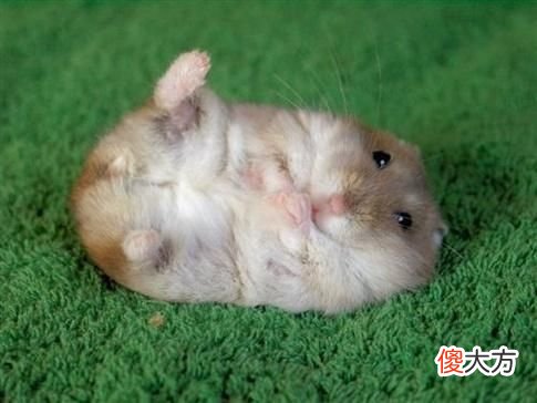 【十二星座】赵师傅生肖：5月7日-5月12日，好运加身，桃花朵朵开