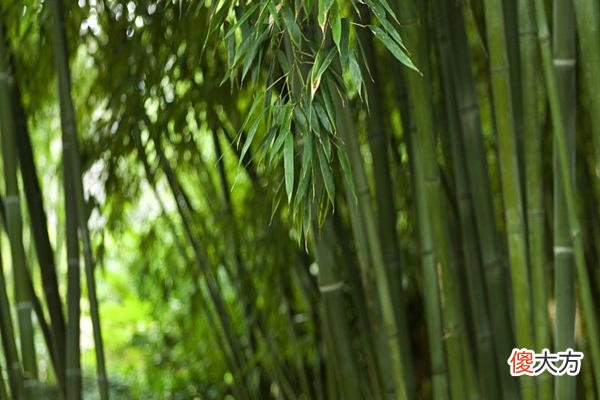 住宅大门旁种竹子好不好