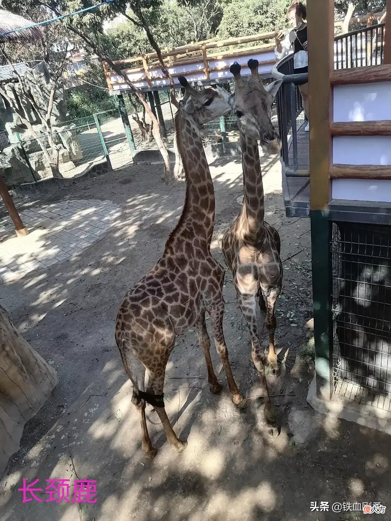 西双版纳州首府景洪市区内11处好玩景点 西双版纳景洪市好玩的地方