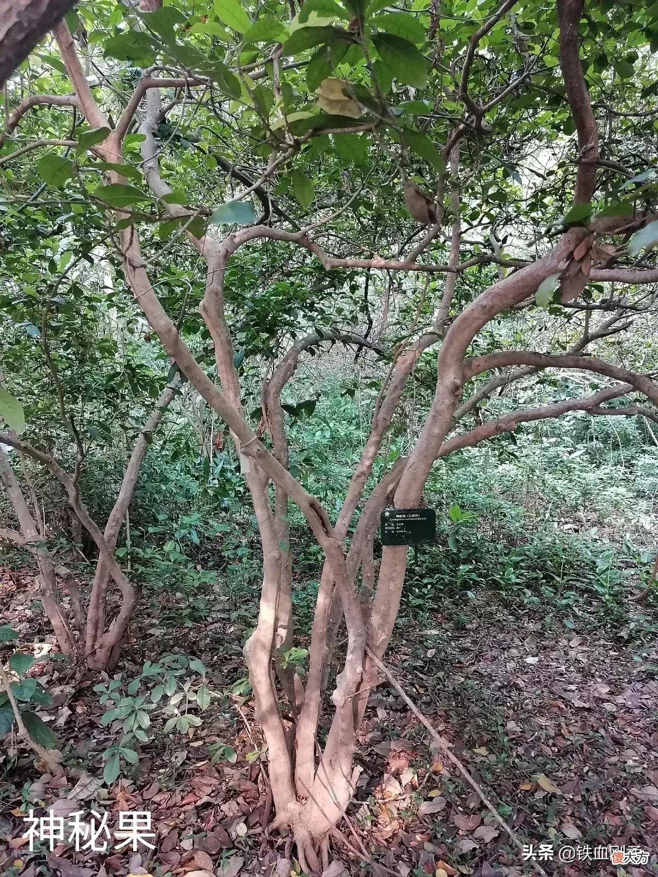 西双版纳州首府景洪市区内11处好玩景点 西双版纳景洪市好玩的地方