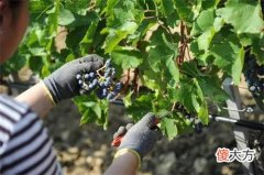 法国红酒加盟的利润 法国什么酒庄的红酒好