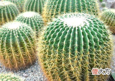 八种东西少往家里买