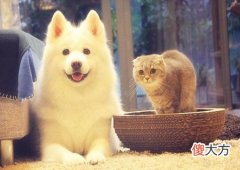 家中养猫狗的风水禁忌
