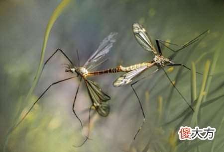 想要减少疟疾？或许我们应该研究蚊子交配仪式的声音