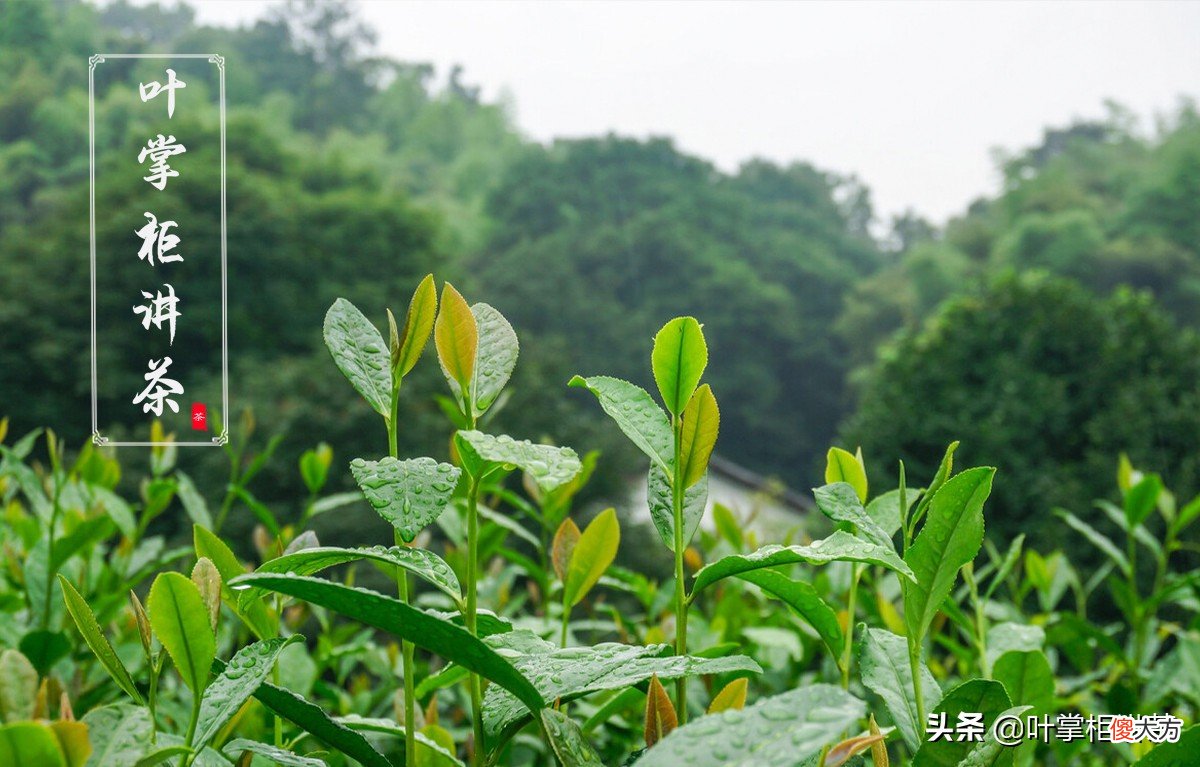 一文让你了解西湖龙井是什么茶 西湖龙井是什么茶?
