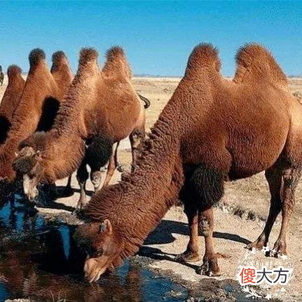 你知道哪些动物有奇特功能 哪些动物有奇特的功能