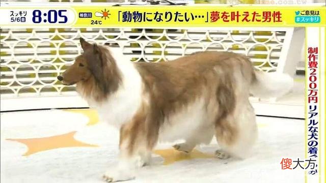 日本男子厌倦做人，砸200万把自己变成“狗”，直接上了电视！