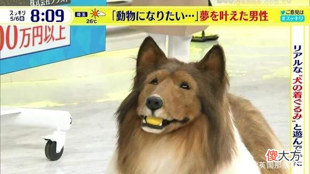 日本男子厌倦做人，砸200万把自己变成“狗”，直接上了电视！