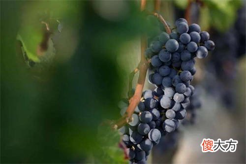 白葡萄酒经过什么陈年颜色会深 白葡萄酒存放
