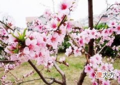 催旺桃花的风水布局