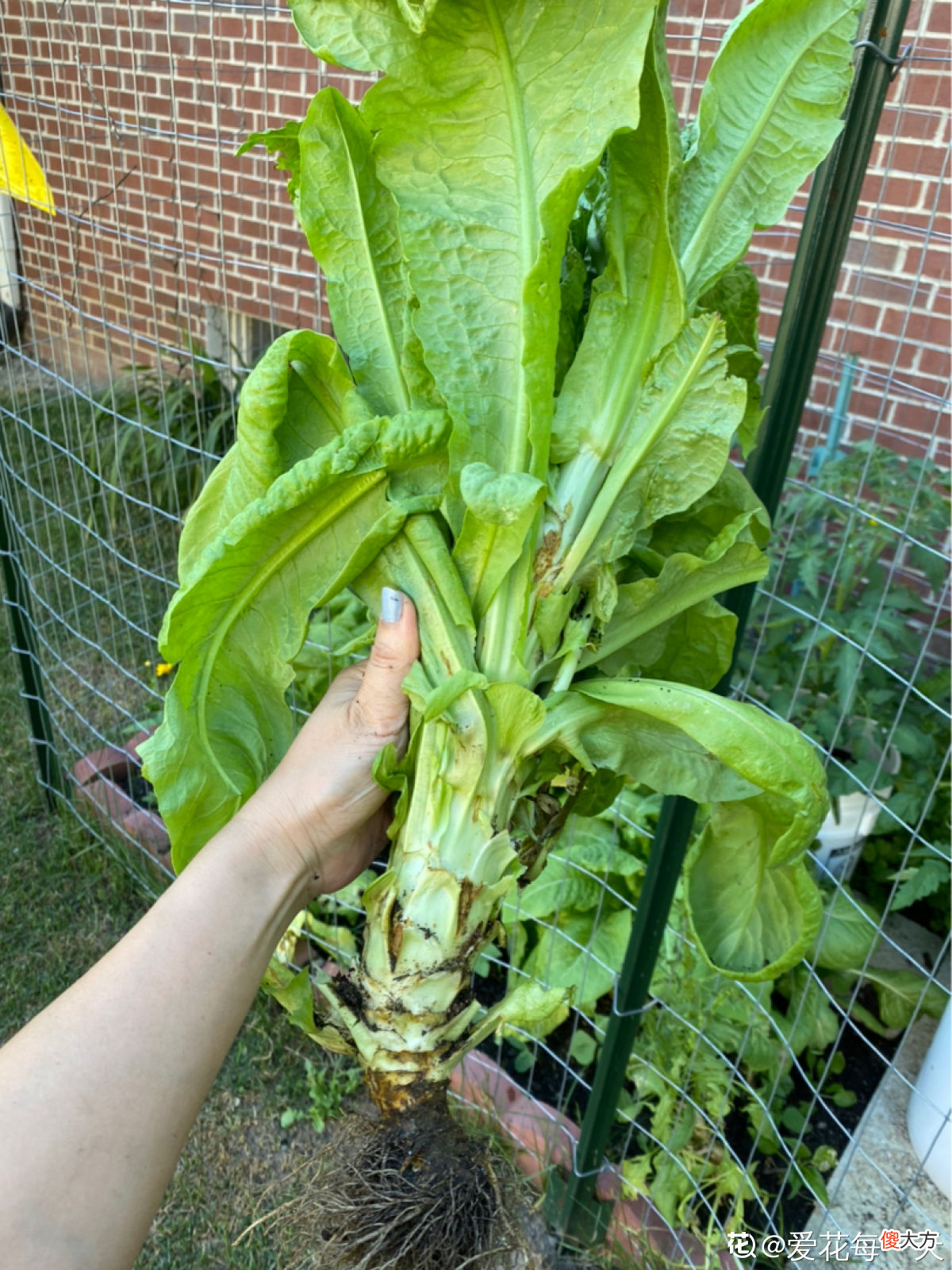 适合秋天种的10种蔬菜 秋天适合种哪些蔬菜