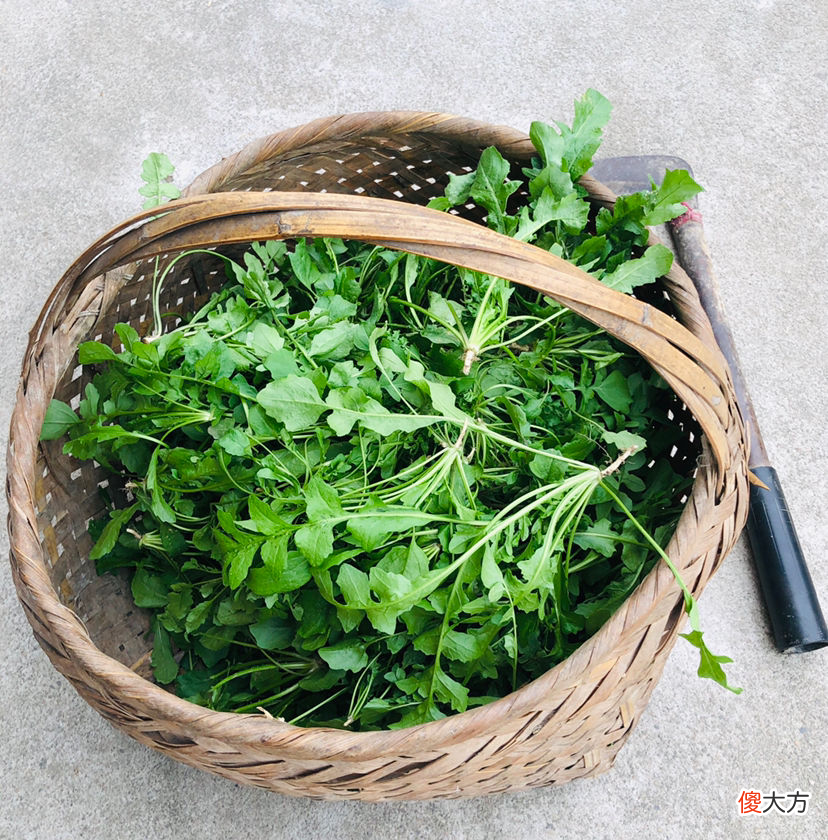适合秋天种的10种蔬菜 秋天适合种哪些蔬菜