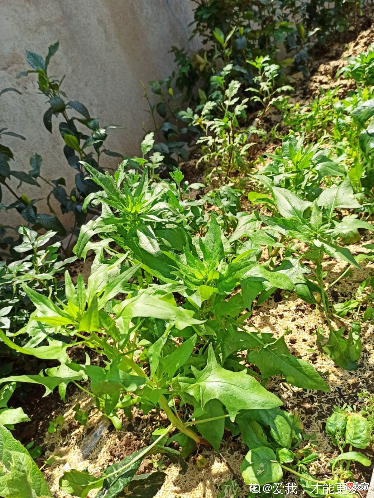 适合秋天种的10种蔬菜 秋天适合种哪些蔬菜