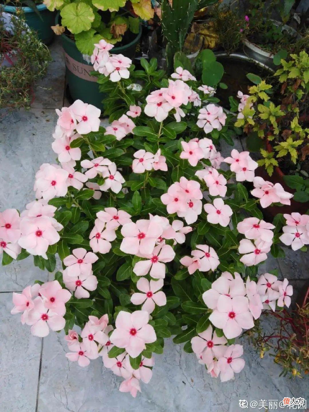 秋天必养的12种花 秋天适合养的花