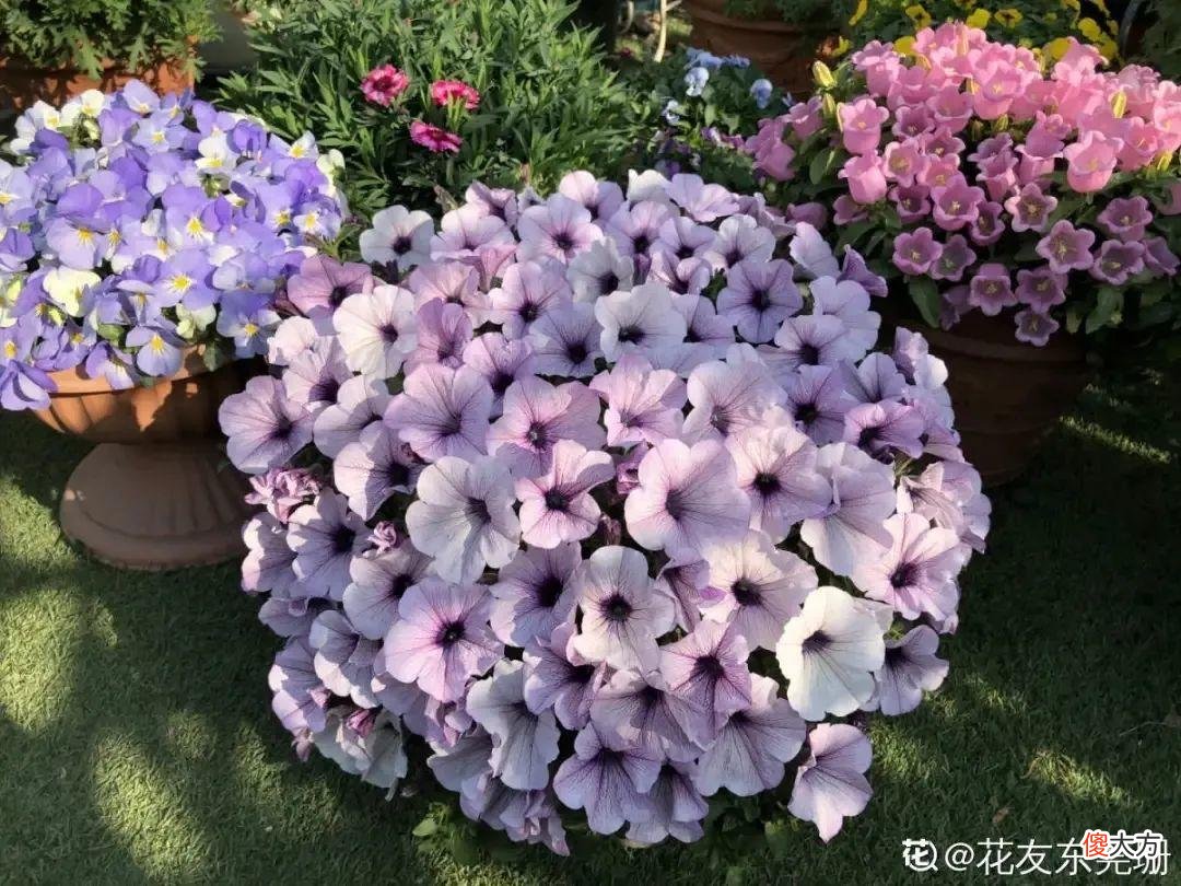 秋天必养的12种花 秋天适合养的花