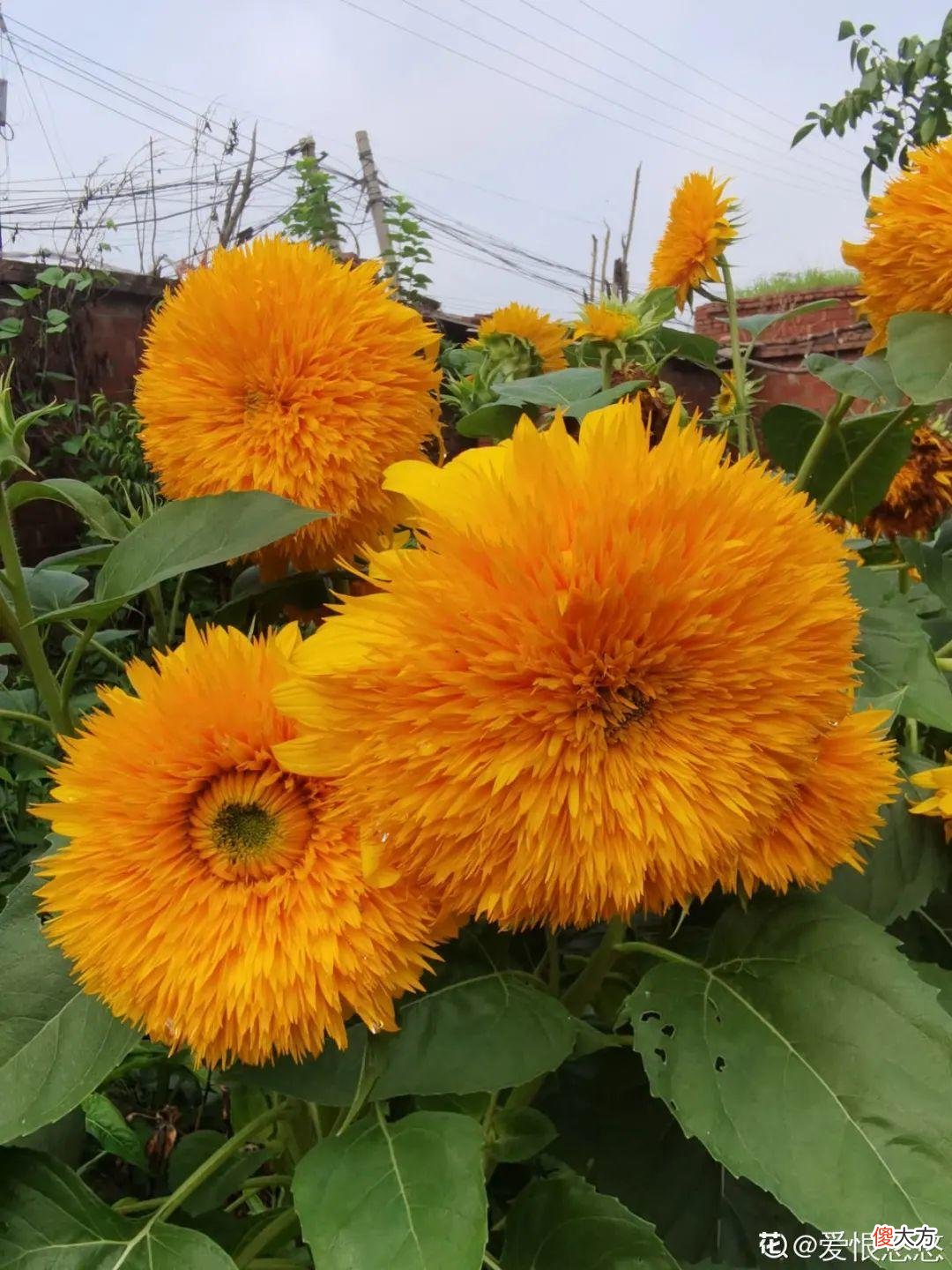 秋天必养的12种花 秋天适合养的花