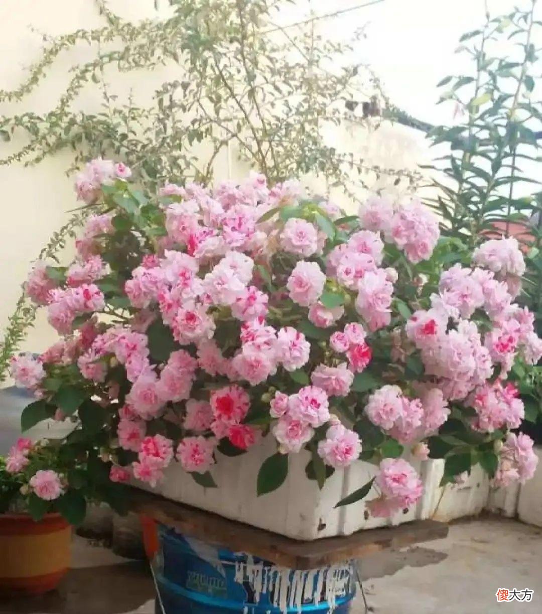 秋天必养的12种花 秋天适合养的花