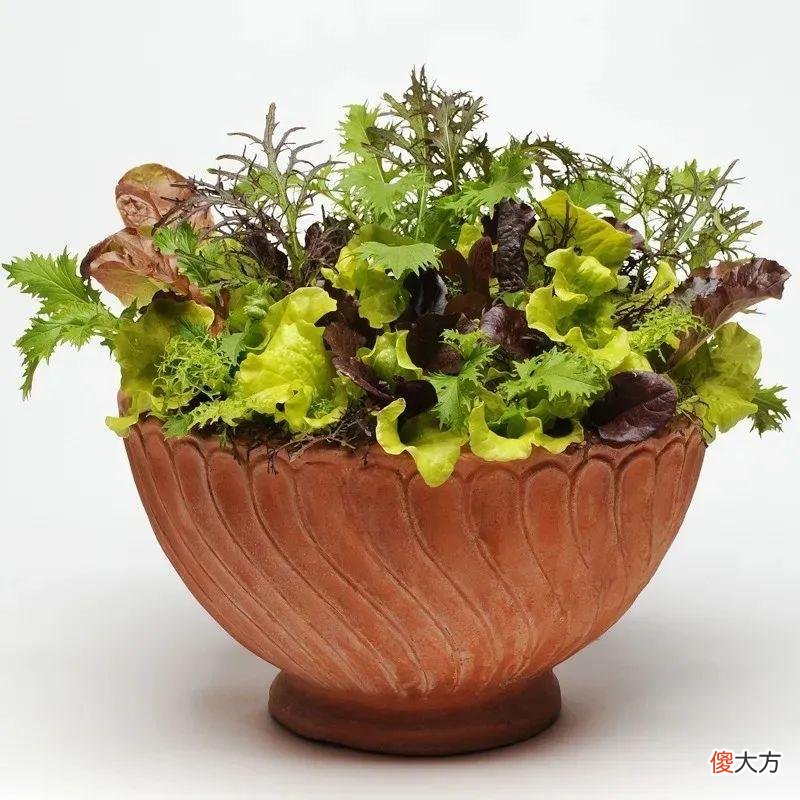 秋天必养的12种花 秋天适合养的花