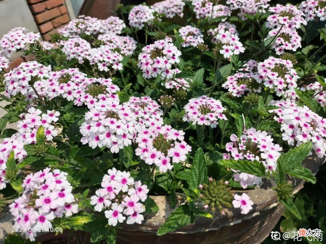 秋天必养的12种花 秋天适合养的花