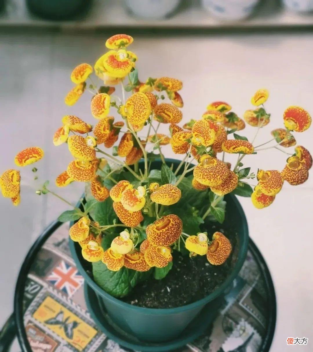 秋天必养的12种花 秋天适合养的花