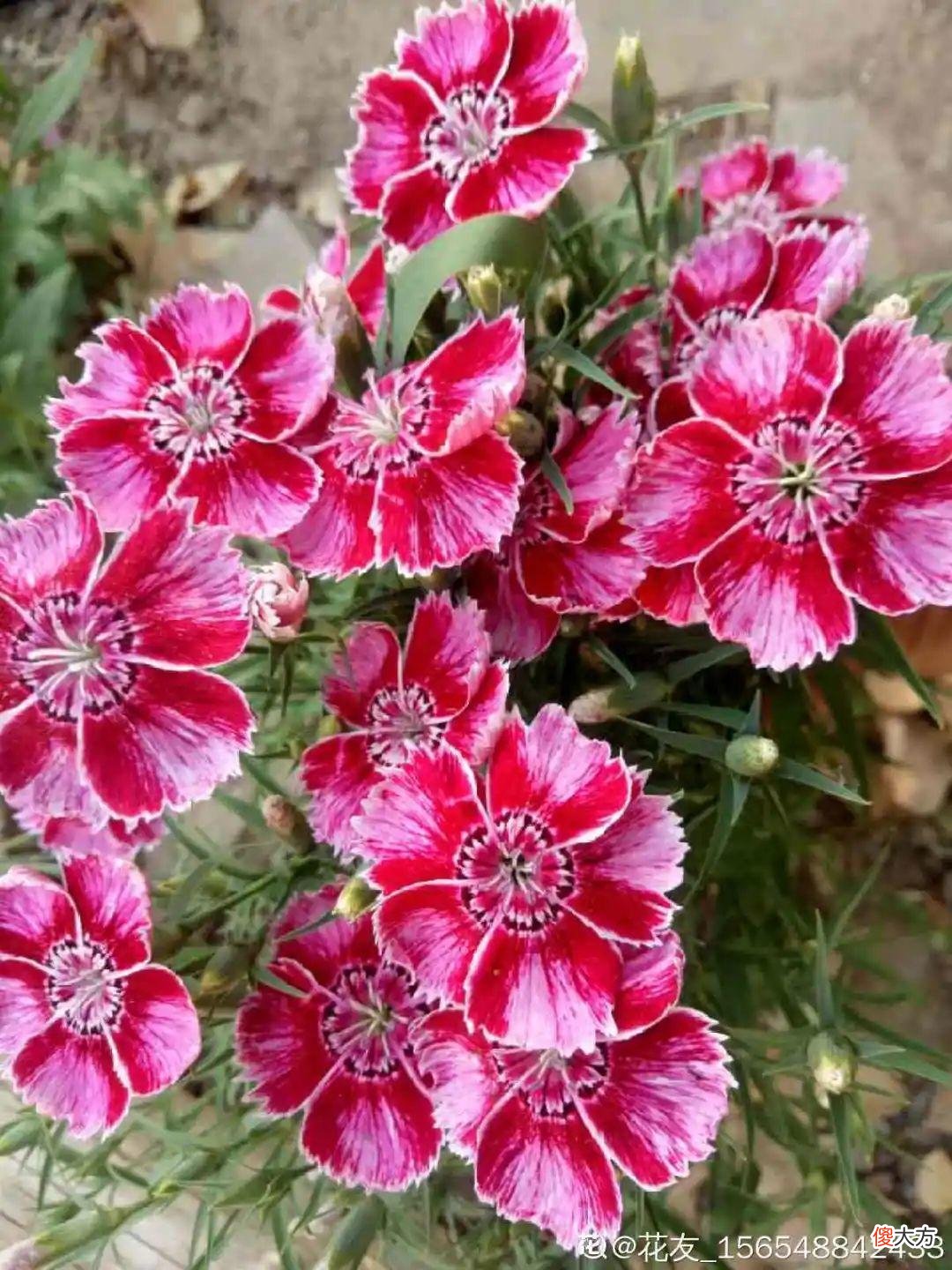 秋天必养的12种花 秋天适合养的花
