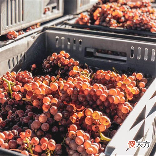 第一次喝红酒是怎样的体验 红酒的品尝