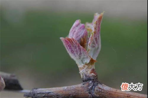 酒精度超过14一定为干型葡萄酒吗 葡萄酒的酒精度数一般是多少