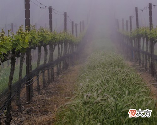 玛格丽特河产区 玛格丽特河