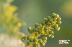 云南独有酿酒葡萄品种 云南种植什么酿酒葡萄