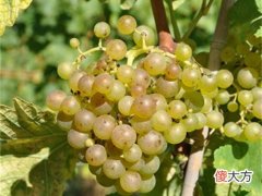 香槟产区位于法国北部气候寒冷 香槟产区位于法国的哪个位置