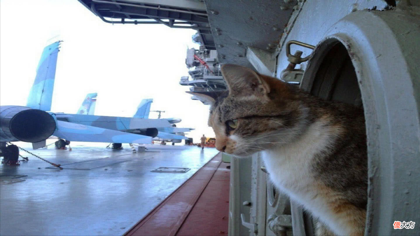 为什么要养猫 为什么要养猫咪