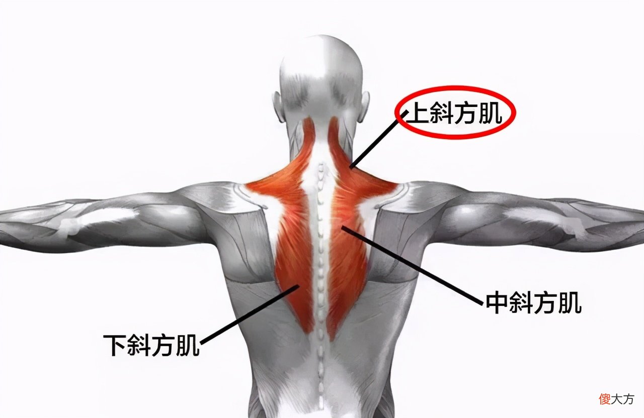 你的斜方肌还好吗 斜方肌不好看吗