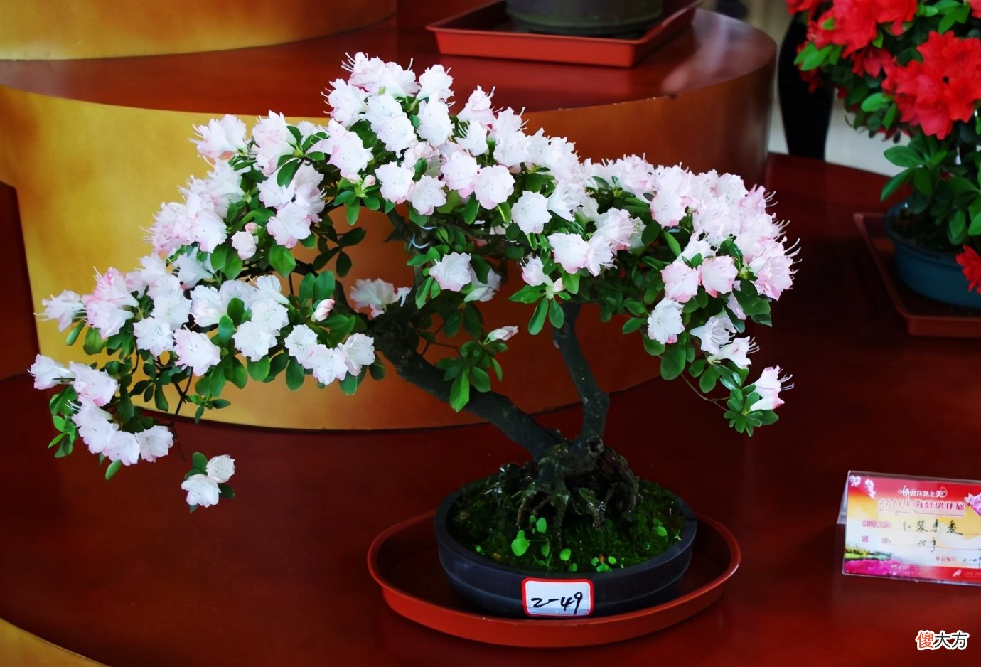都是有毒的花 都是什么花有毒