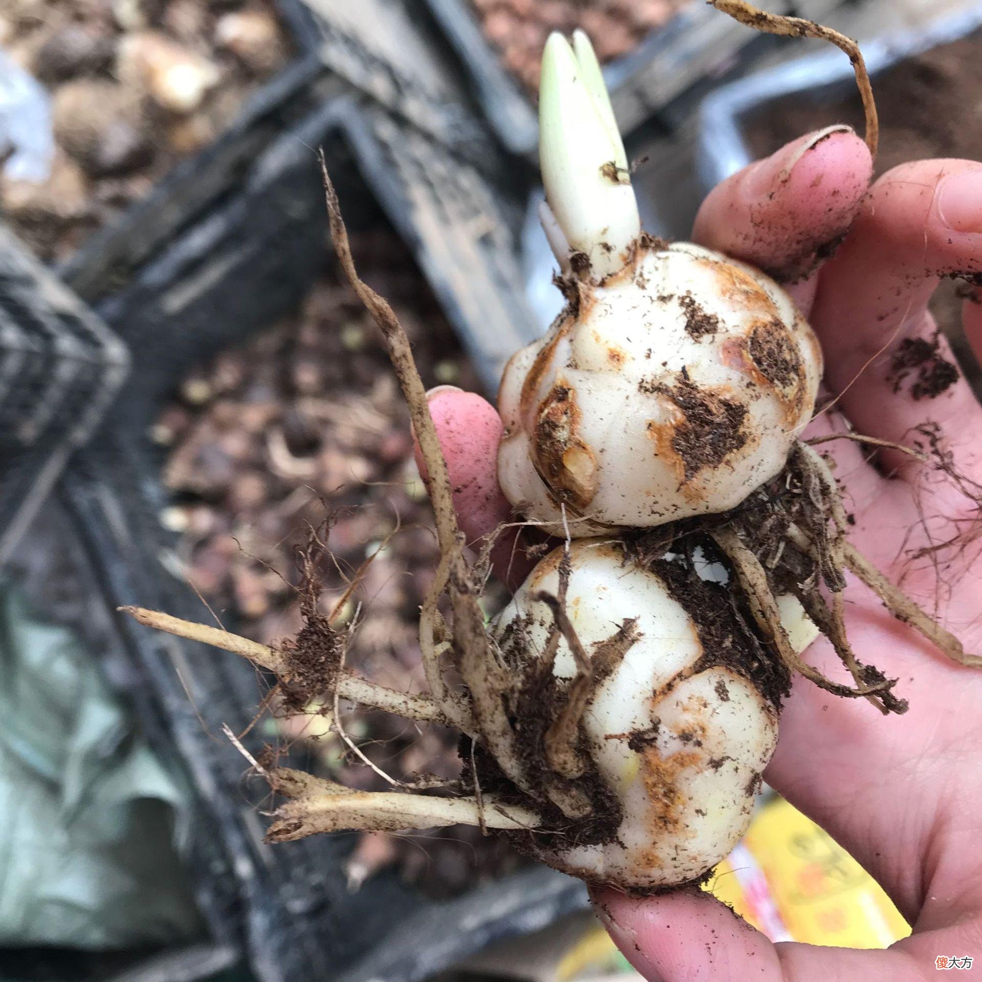 都是有毒的花 都是什么花有毒