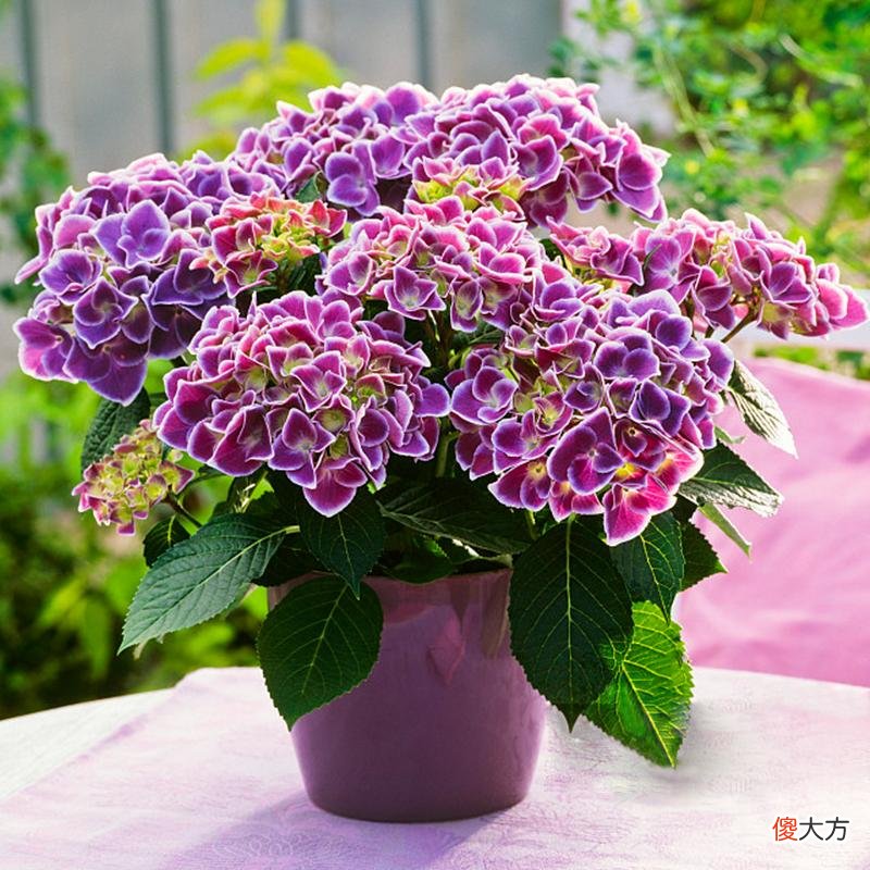 都是有毒的花 都是什么花有毒