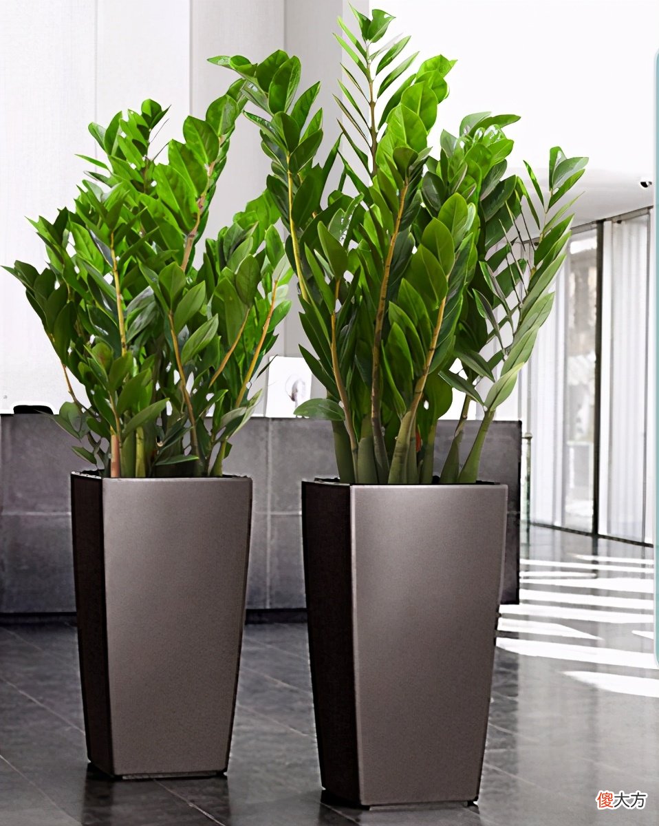 都是有毒的花 都是什么花有毒