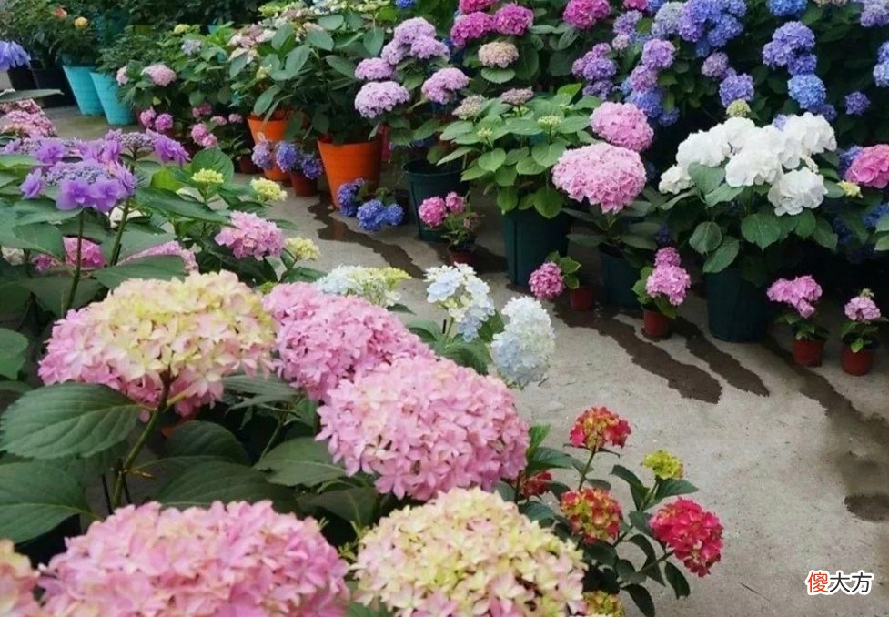 都是有毒的花 都是什么花有毒