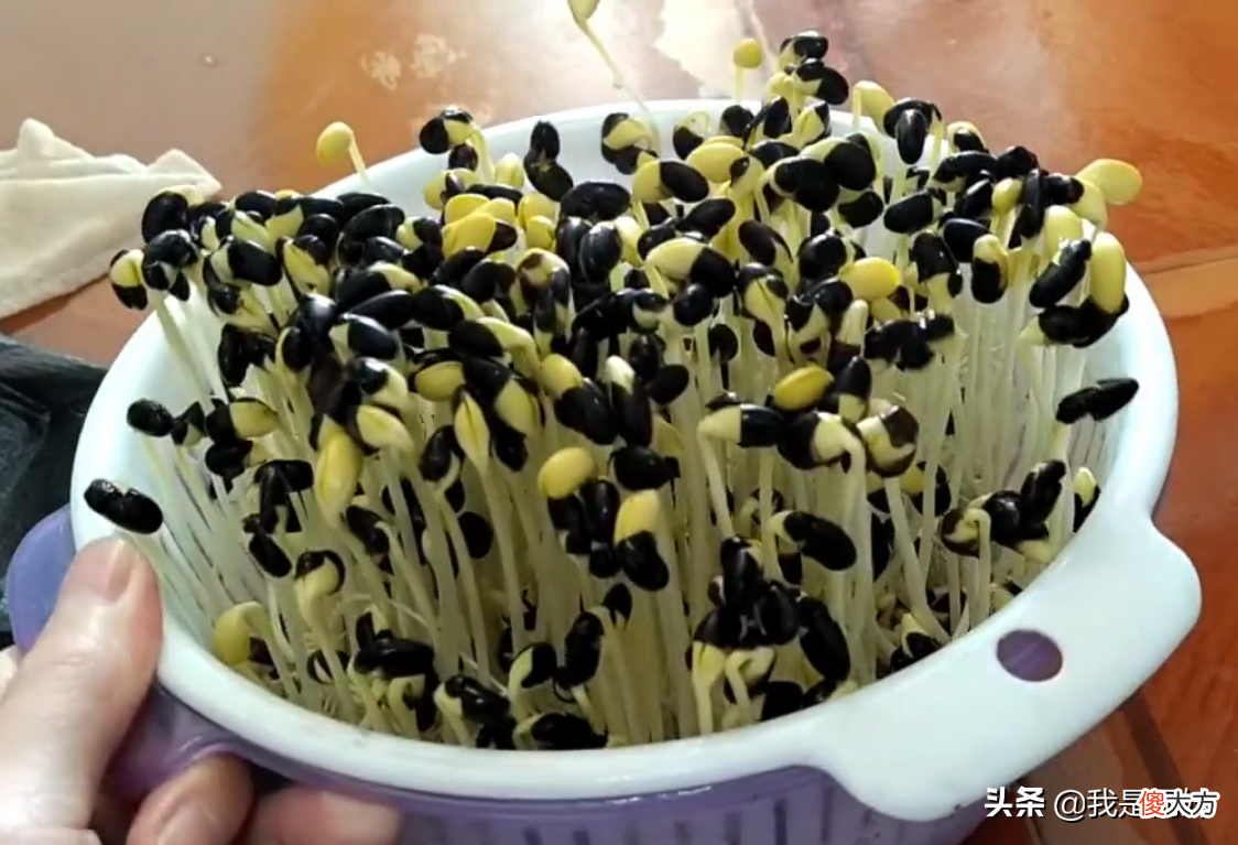 这样发的黑豆芽 黑豆芽发芽