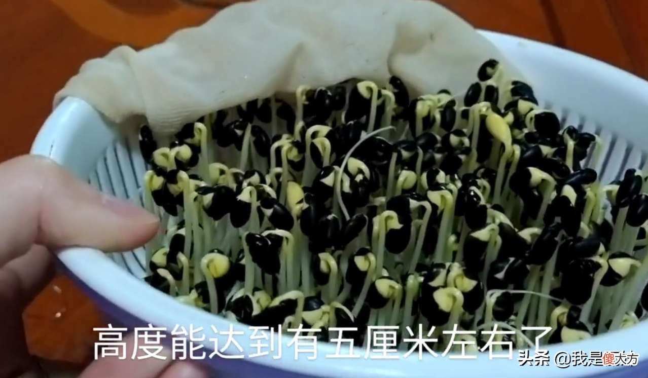 这样发的黑豆芽 黑豆芽发芽