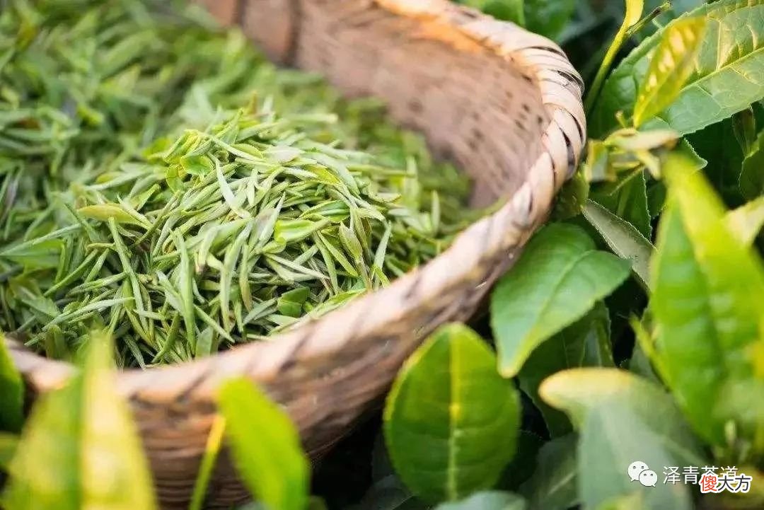 常喝绿茶有哪些好处 喝绿茶都有哪些好处