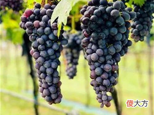红酒品牌 红酒品牌大全及价格表
