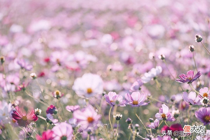 拍花朵照片就成功一半了 给我的花拍一张照片