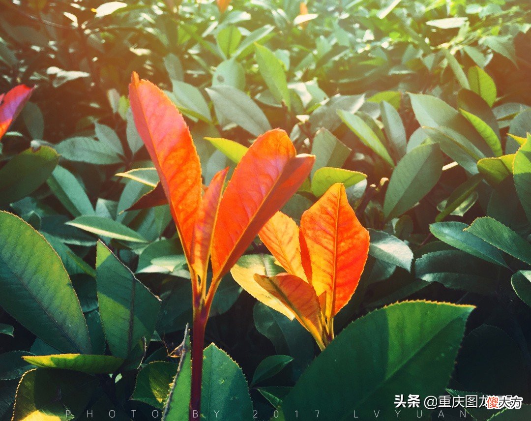 为什么手机拍的照片缺乏层次感 手机拍照没有层次感